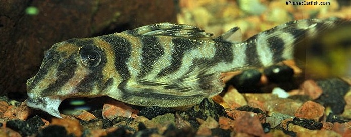 Hypancistrus furunculus