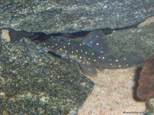 Hypancistrus lunaorum