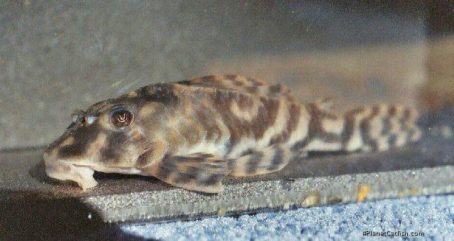 Hypancistrus parkateje