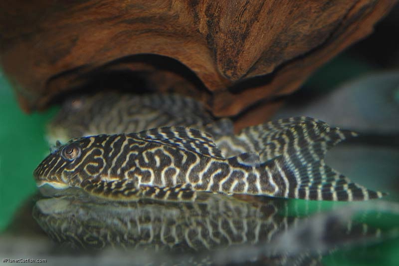 Hypancistrus seideli