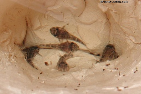 Hypancistrus seideli