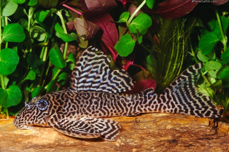 Hypancistrus seideli