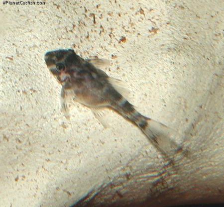 Hypancistrus seideli