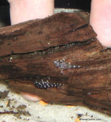 Hypancistrus seideli