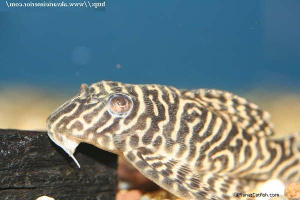 Hypancistrus seideli