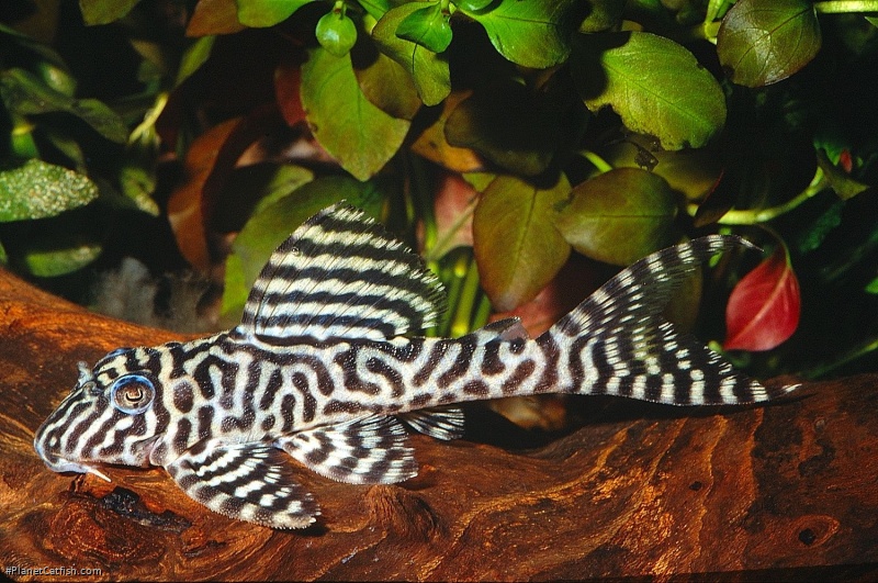 Hypancistrus seideli