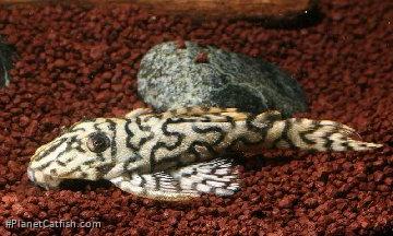 Hypancistrus sp. (1)