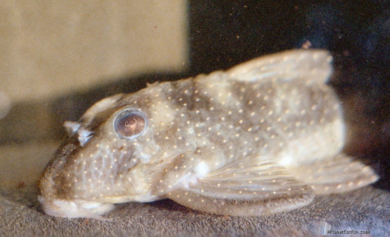 Hypancistrus sp. (L004)