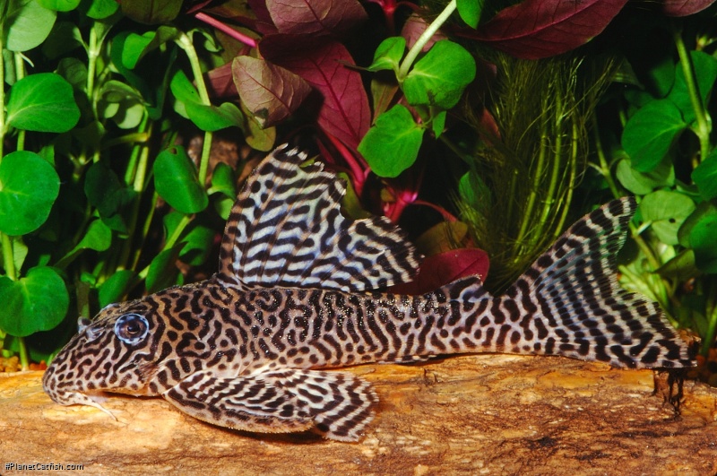 Hypancistrus sp. (L066)