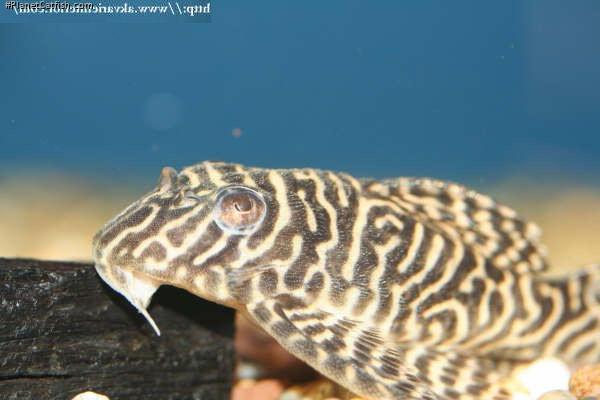 Hypancistrus sp. (L066)