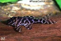Hypancistrus sp. (L066)