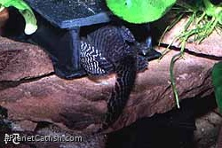 Hypancistrus sp. (L066)