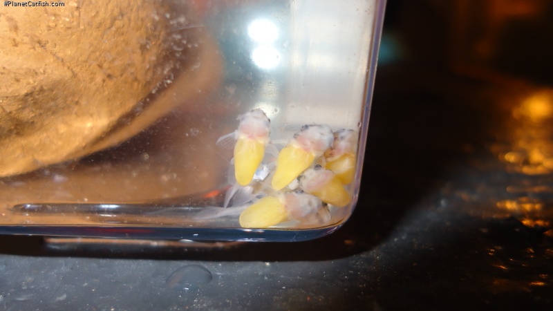 Hypancistrus sp. (L070)