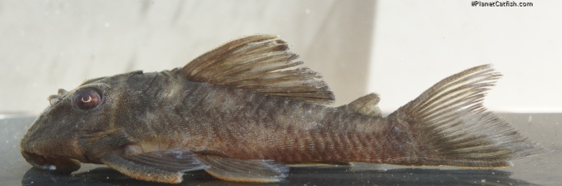 Hypancistrus sp. (L070)