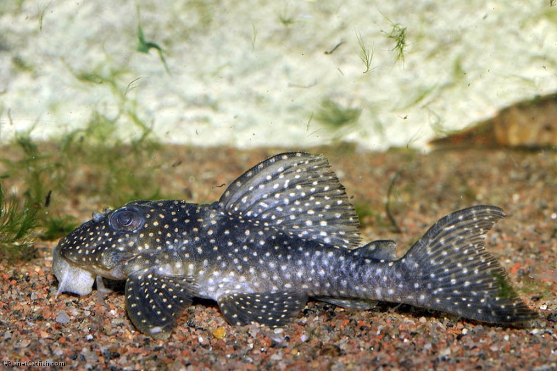 Hypancistrus sp. (L136)