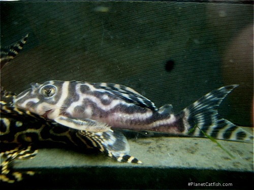 Hypancistrus sp. (L173)
