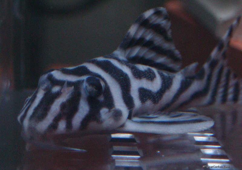 Hypancistrus sp. (L173)