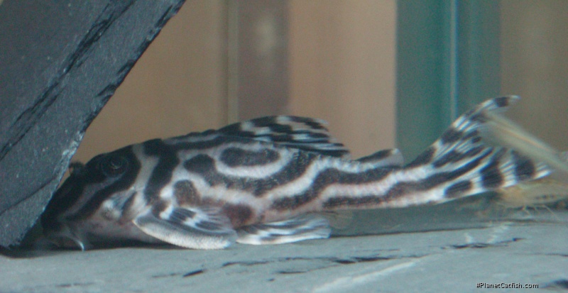 Hypancistrus sp. (L173)