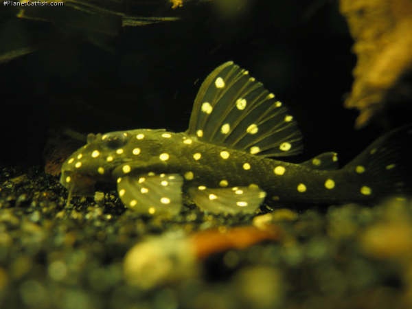 Hypancistrus sp. (L201)