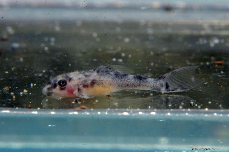 Hypancistrus sp. (L236)