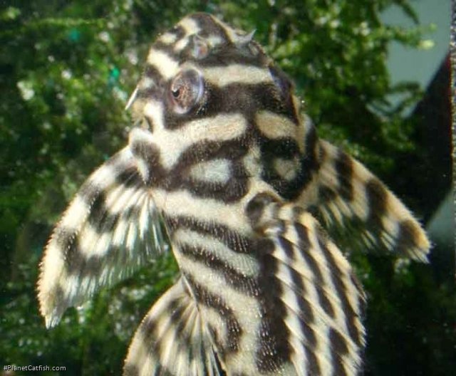 Hypancistrus sp. (L236)