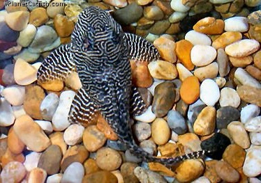 Hypancistrus sp. (L260)