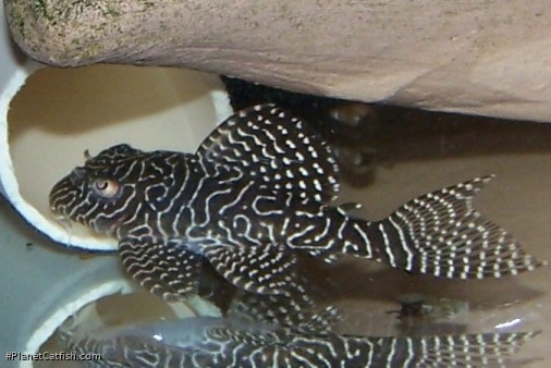 Hypancistrus sp. (L260)