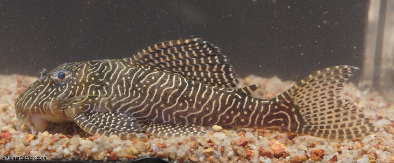Hypancistrus sp. (L260)