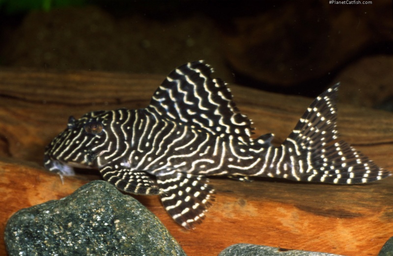 Hypancistrus sp. (L260)