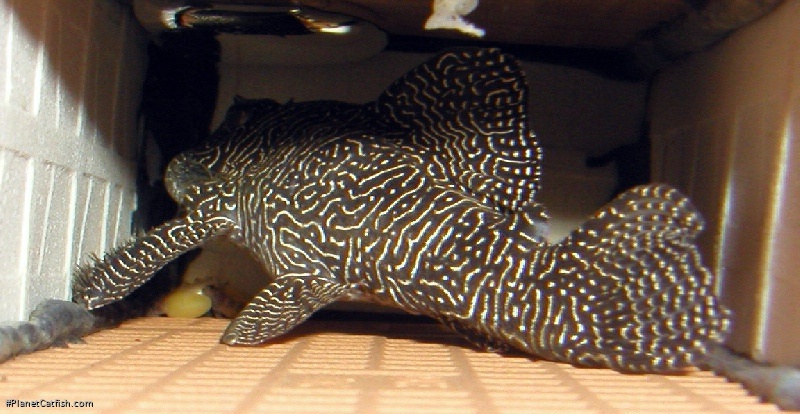 Hypancistrus sp. (L260)