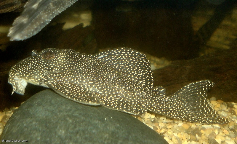 Hypancistrus sp. (L262)
