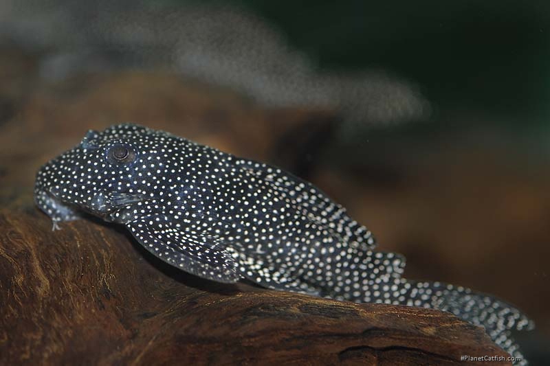 Hypancistrus sp. (L262)