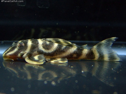 Hypancistrus sp. (L270)