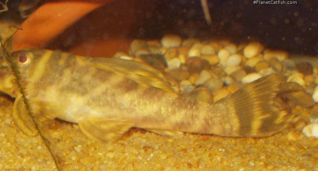 Hypancistrus sp. (L270)