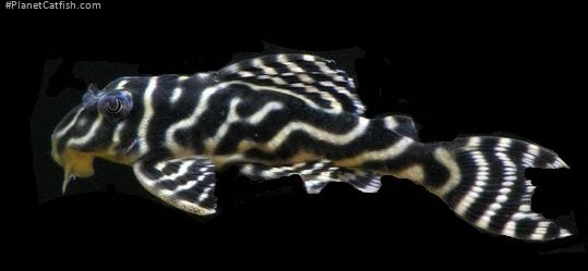 Hypancistrus sp. (L270)