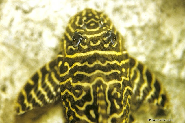 Hypancistrus sp. (L333)