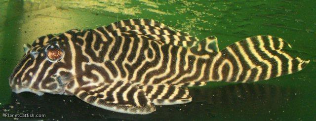 Hypancistrus sp. (L333)