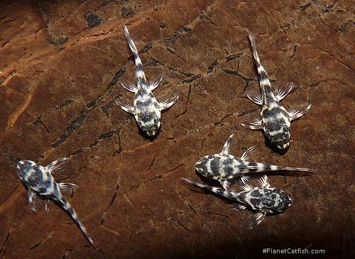 Hypancistrus sp. (L340)