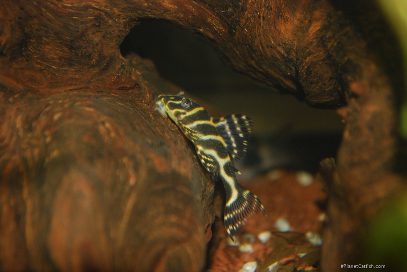 Hypancistrus sp. (L340)