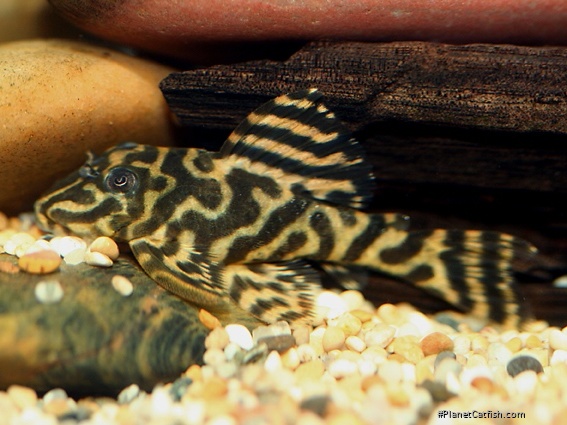 Hypancistrus sp. (L340)