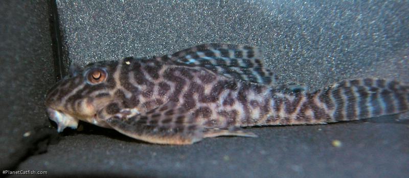 Hypancistrus sp. (L400)