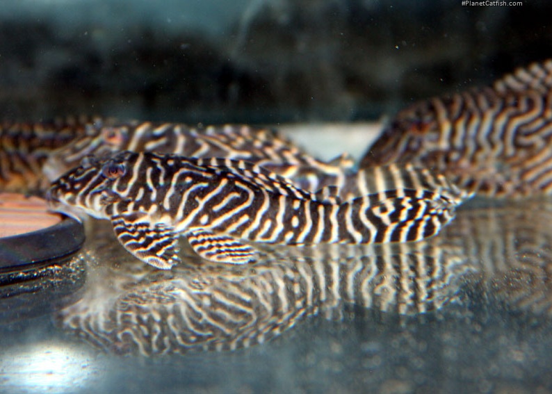 Hypancistrus sp. (L401)