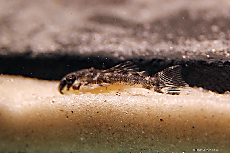 Hypancistrus sp. (L454)