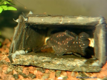 Hypancistrus sp. (L501)