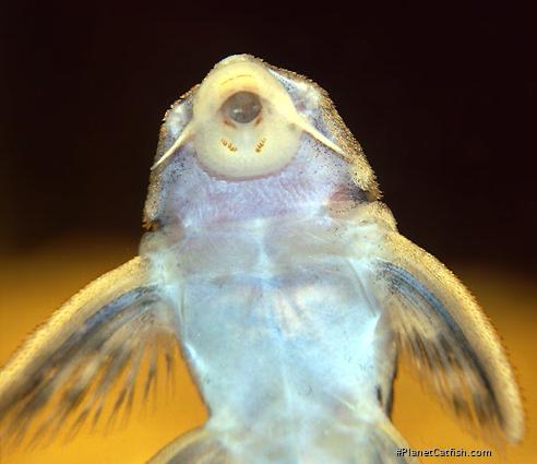 Hypancistrus sp. `LOWER RIO XINGU`