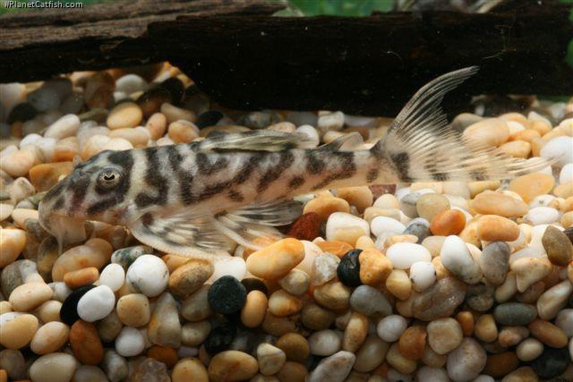 Hypancistrus sp. `LOWER RIO XINGU`