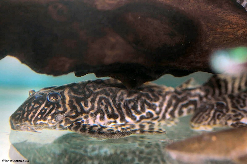 Hypancistrus sp. `LOWER RIO XINGU`