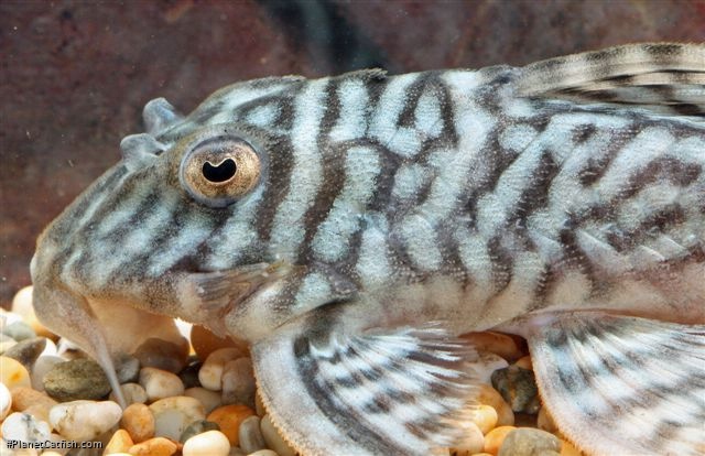 Hypancistrus sp. `LOWER RIO XINGU`