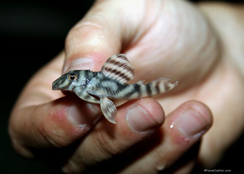 Hypancistrus sp. `LOWER RIO XINGU`
