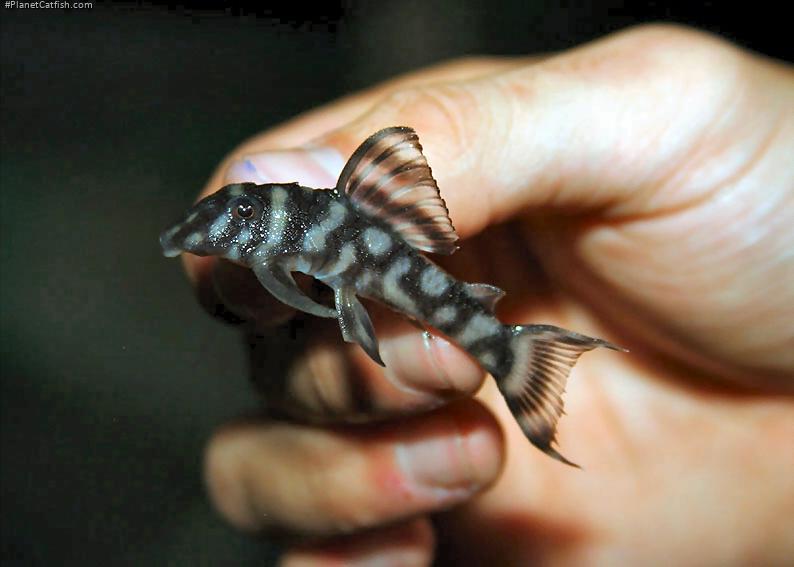 Hypancistrus sp. `LOWER RIO XINGU`